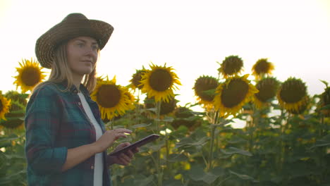 Bäuerin-Nutzt-Moderne-Technologie-Auf-Dem-Feld.-Ein-Mann-Mit-Hut-Geht-Bei-Sonnenuntergang-In-Ein-Sonnenblumenfeld,-Hält-Einen-Tablet-Computer-In-Der-Hand,-Betrachtet-Die-Pflanzen-Und-Drückt-Mit-Seinen-Fingern-Auf-Den-Bildschirm.-Zeitlupe